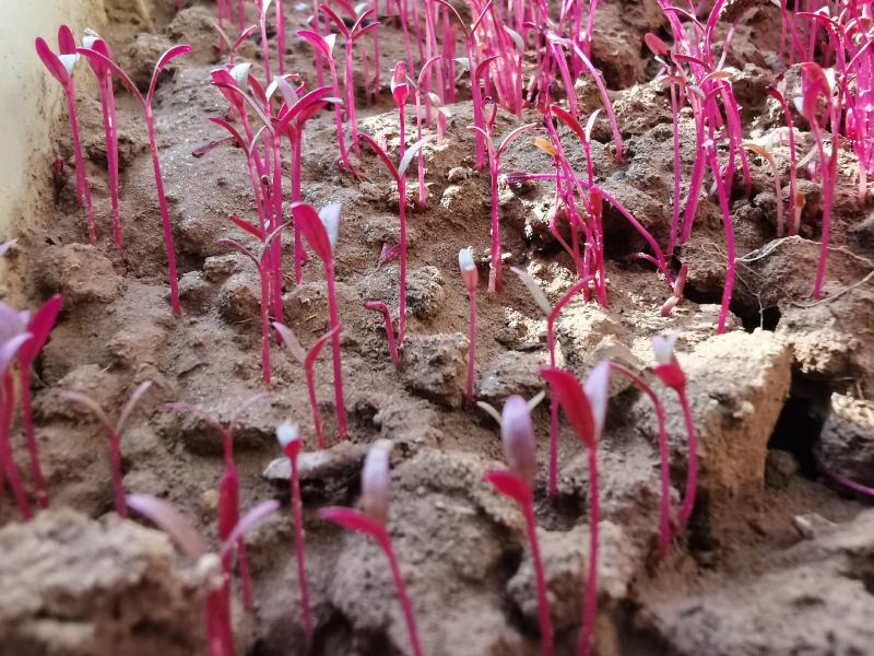 火红苗种子芽菜籽微叶菜种子根沙拉菠菜高端芽苗菜