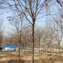 榉树，绿化精品苗木，高档小区及道路行道树优选品种，自己苗