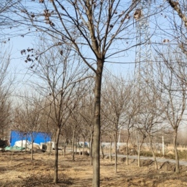 榉树，绿化精品苗木，高档小区及道路行道树优选品种，自己苗
