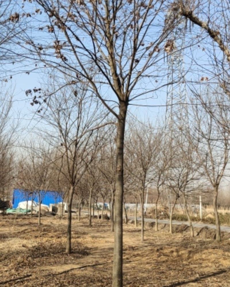 榉树，绿化精品苗木，高档小区及道路行道树优选品种，自己苗