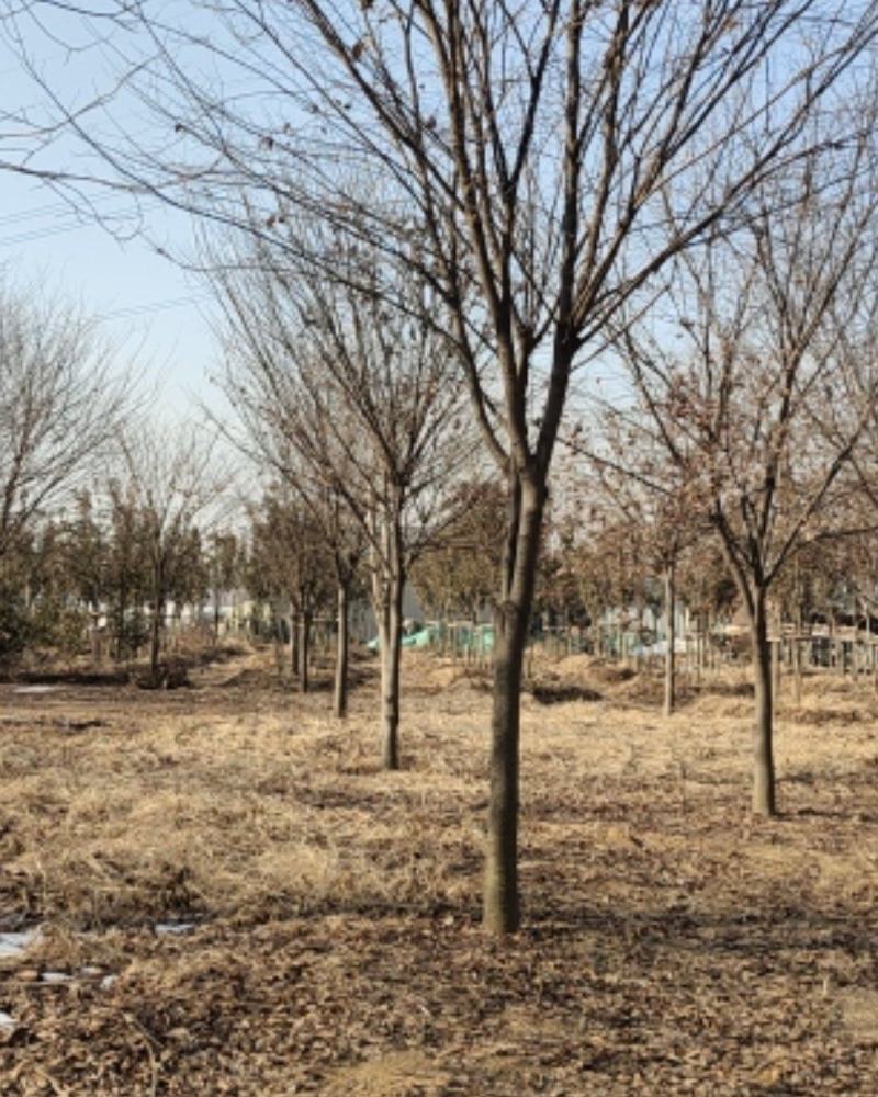 榉树，绿化精品苗木，高档小区及道路行道树优选品种，自己苗