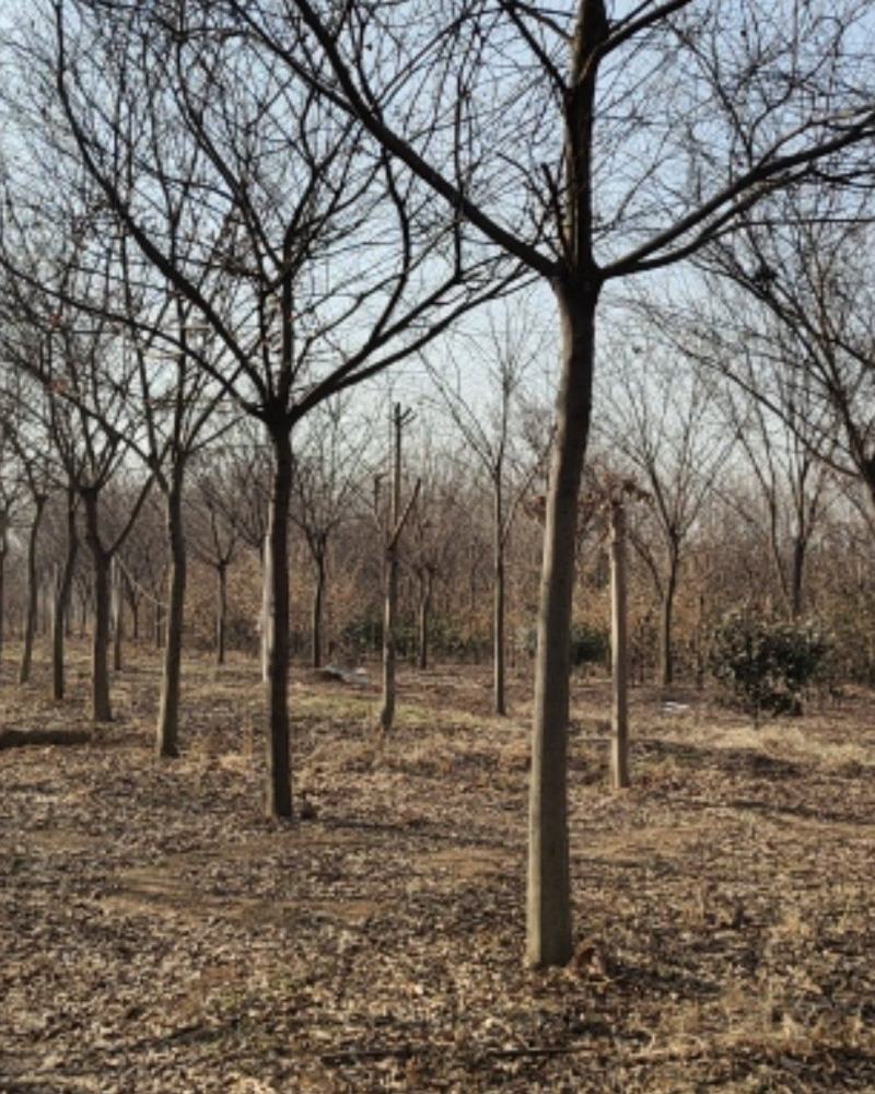 榉树，绿化精品苗木，高档小区及道路行道树优选品种，自己苗