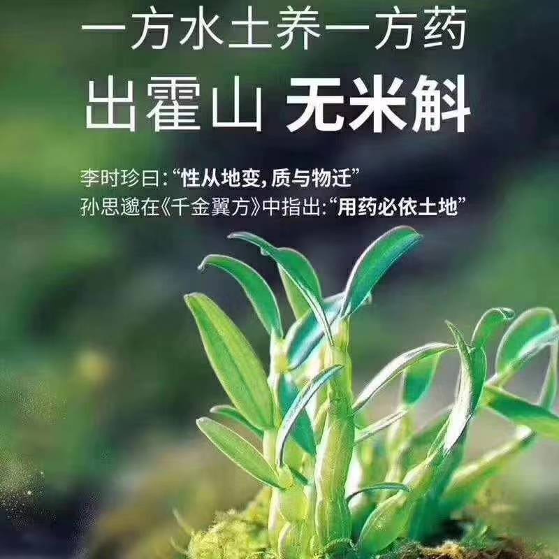 【霍山米斛鲜条】林下仿野生种植五年生源自核心产区太平畈乡