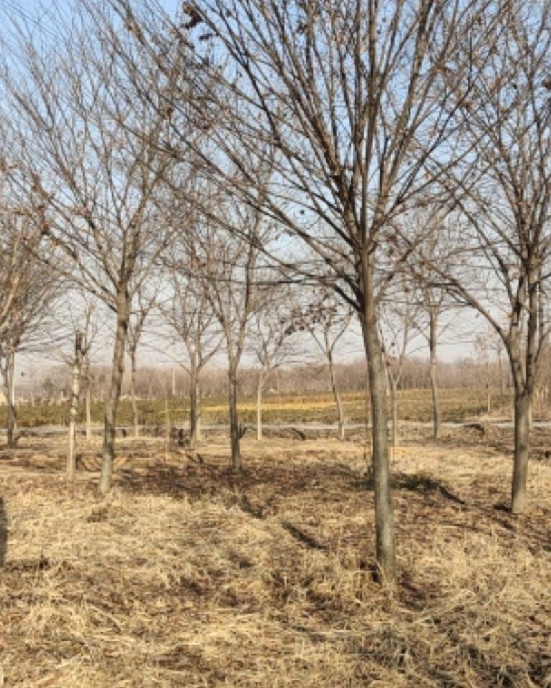 榉树，绿化精品苗木，高档小区及道路行道树优选品种，自己苗