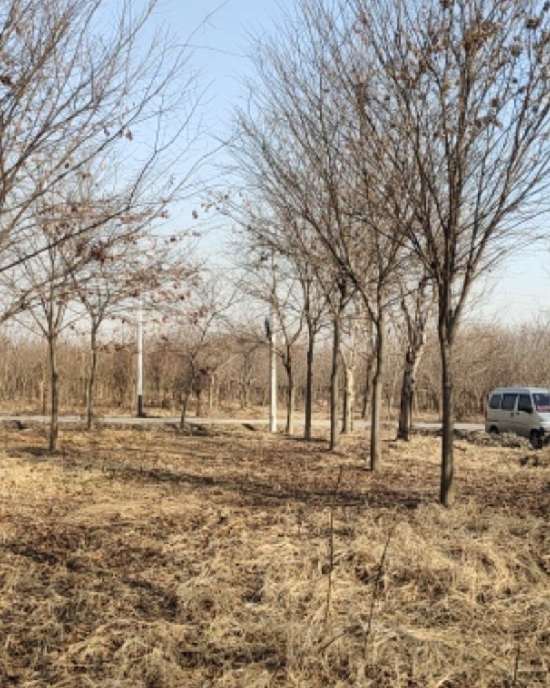 榉树，绿化精品苗木，高档小区及道路行道树优选品种，自己苗