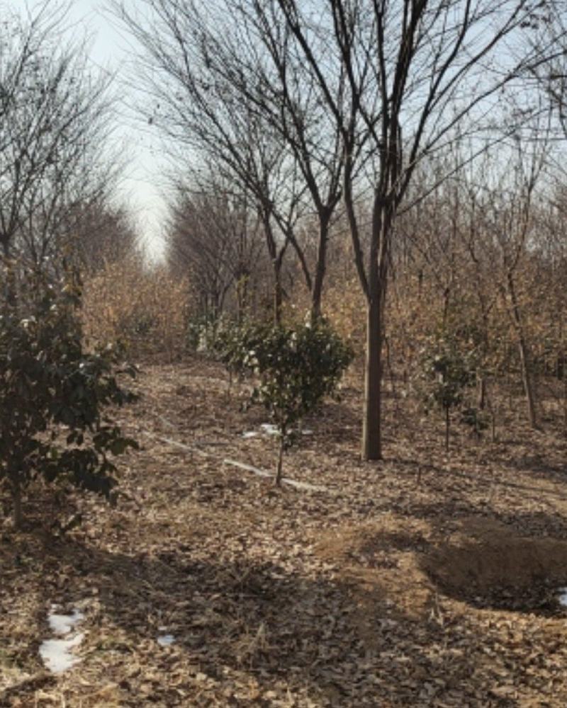 榉树，绿化精品苗木，高档小区及道路行道树优选品种，自己苗