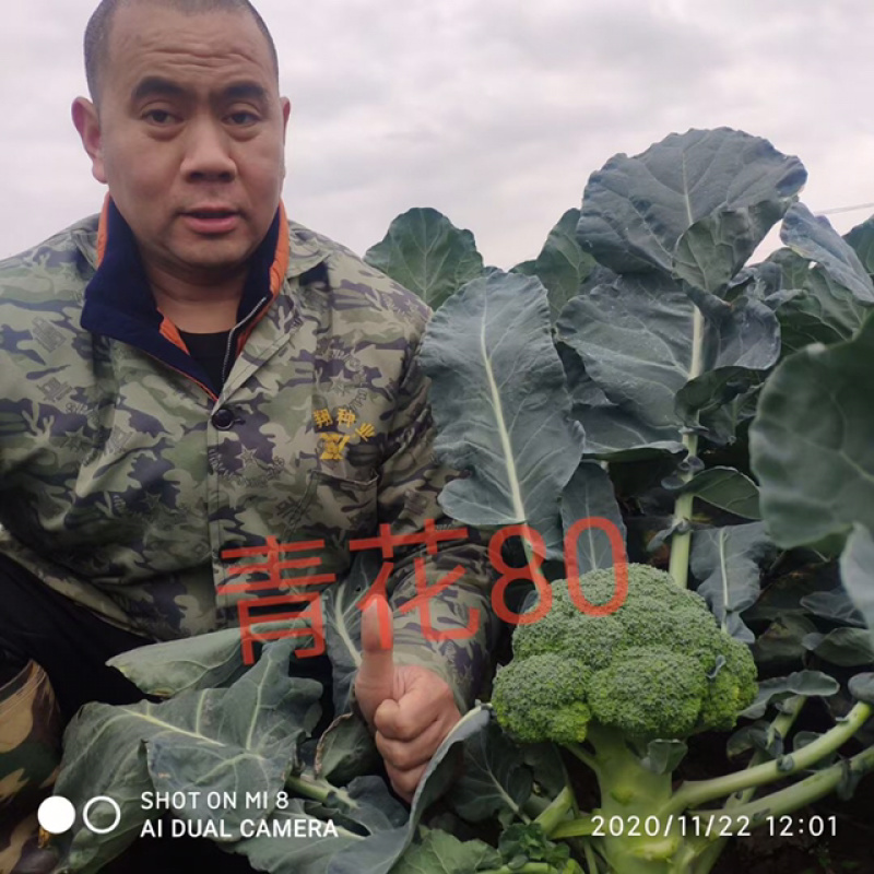 西南花种子，出花整齐，个儿大，受市场欢迎！