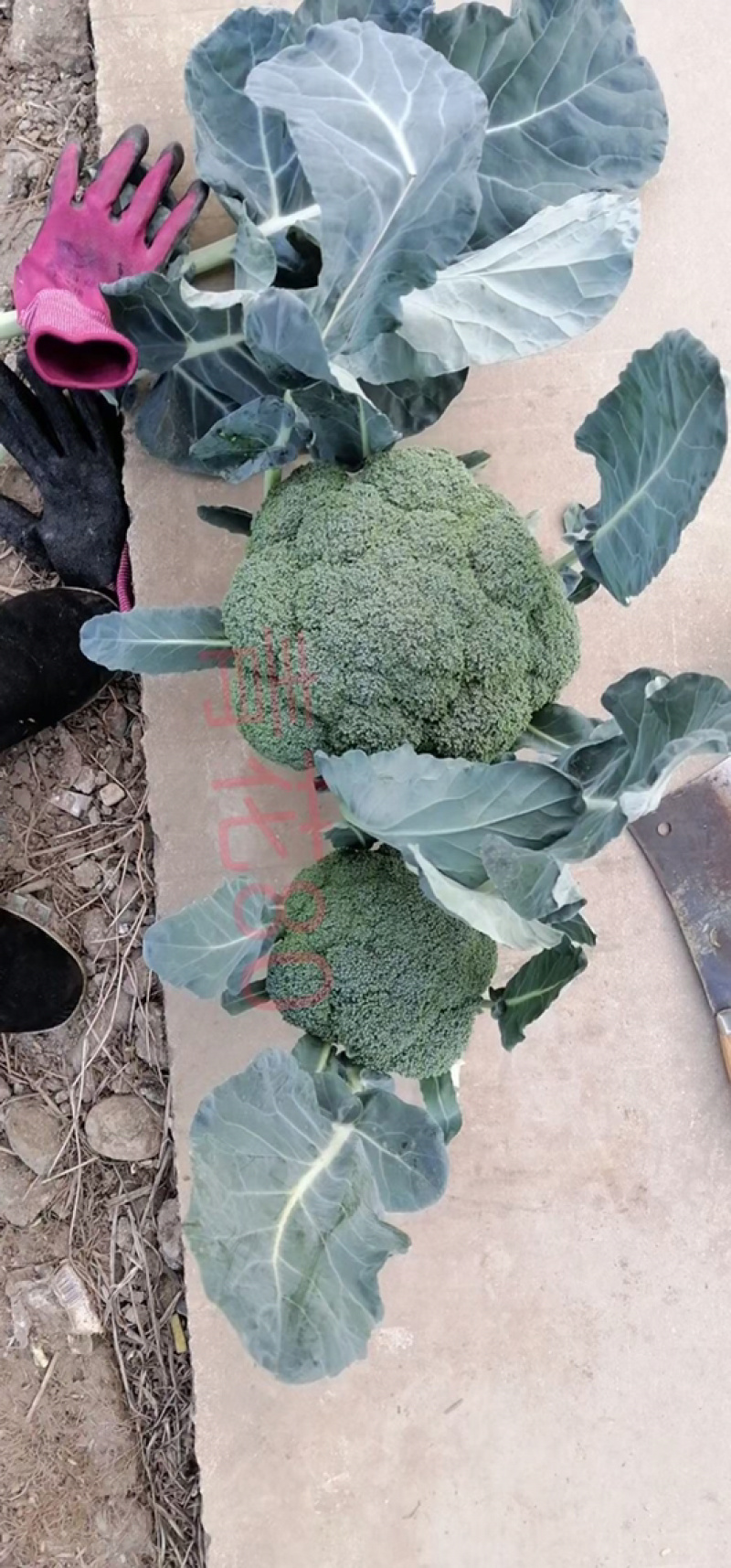 西南花种子，出花整齐，个儿大，受市场欢迎！