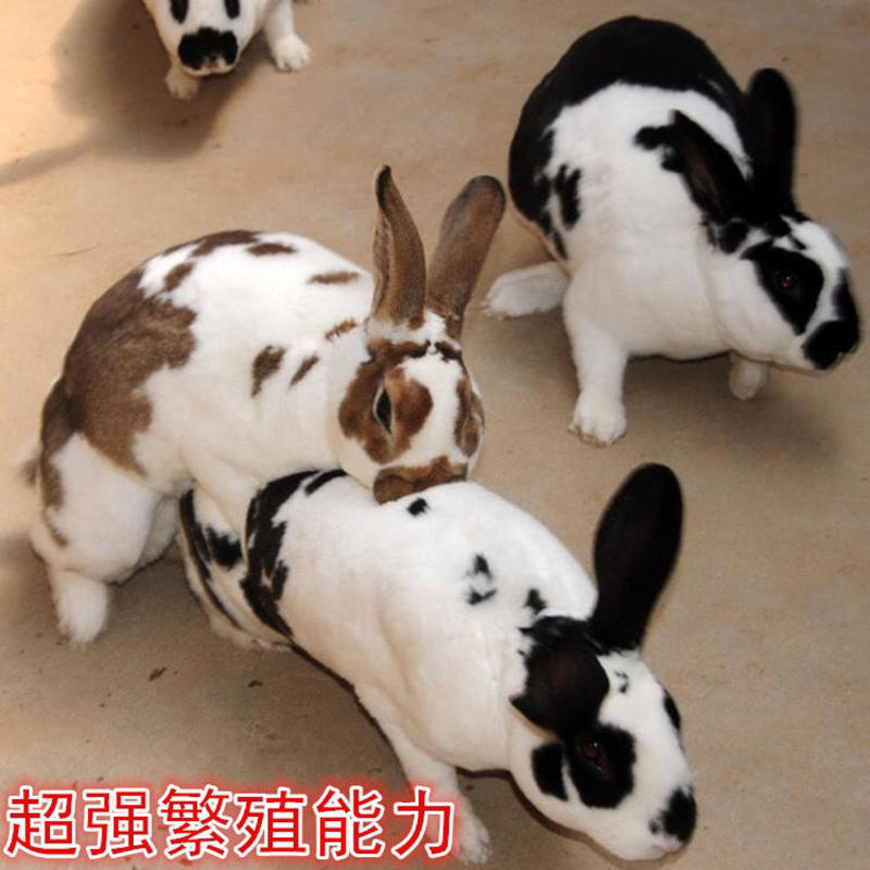 包邮兔子活体大巨型肉兔新西兰白兔肉兔苗黑金巨兔各种花巨兔