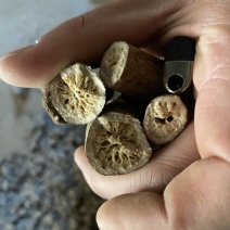 地产中药材，白术初加工，茬口好，常年供应