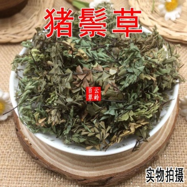 云南中药材猪鬃草铁线草水猪毛七猪毛七铁丝草50