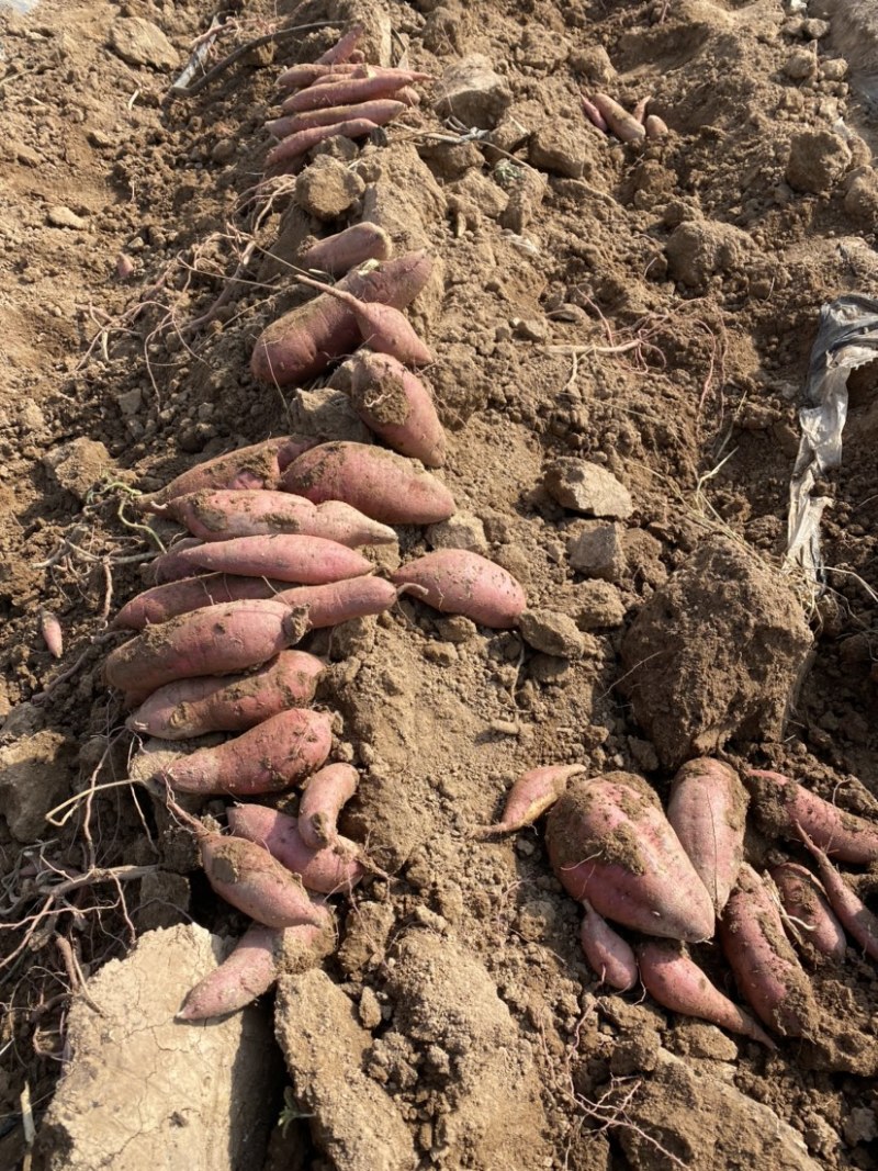 基地自种秦薯5号板栗红薯大量上市中，欢迎采购洽谈
