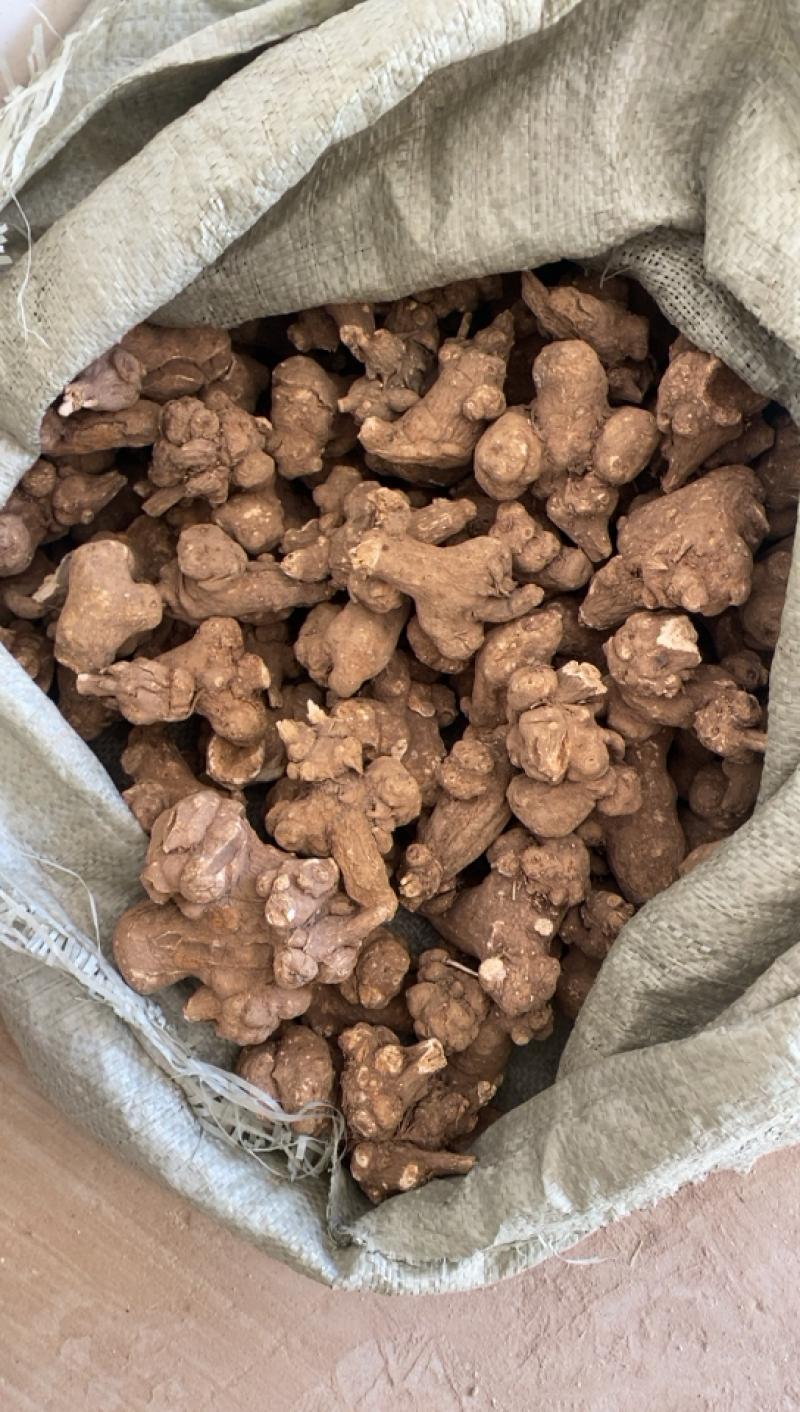 地产中药材，白术初加工，茬口好，常年供应