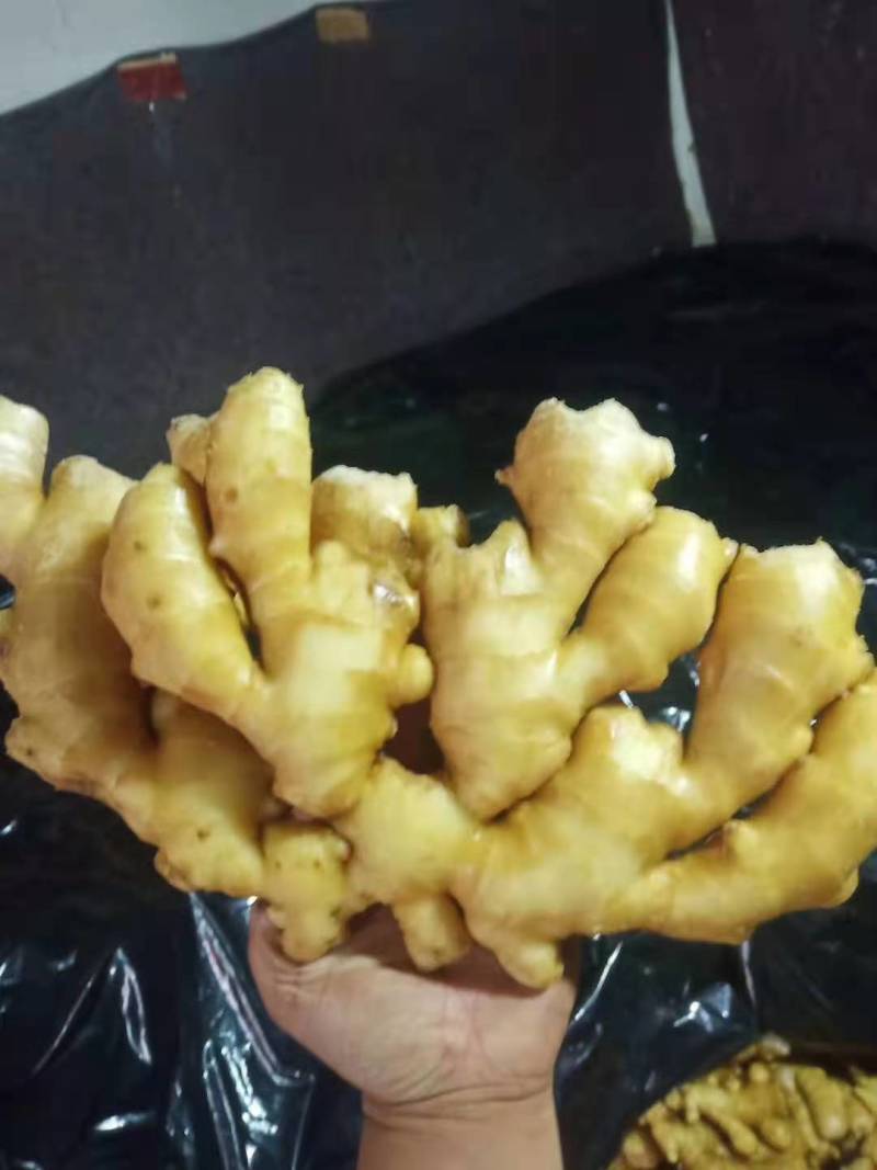 姜大姜生姜水洗生姜山东大姜潍坊大姜