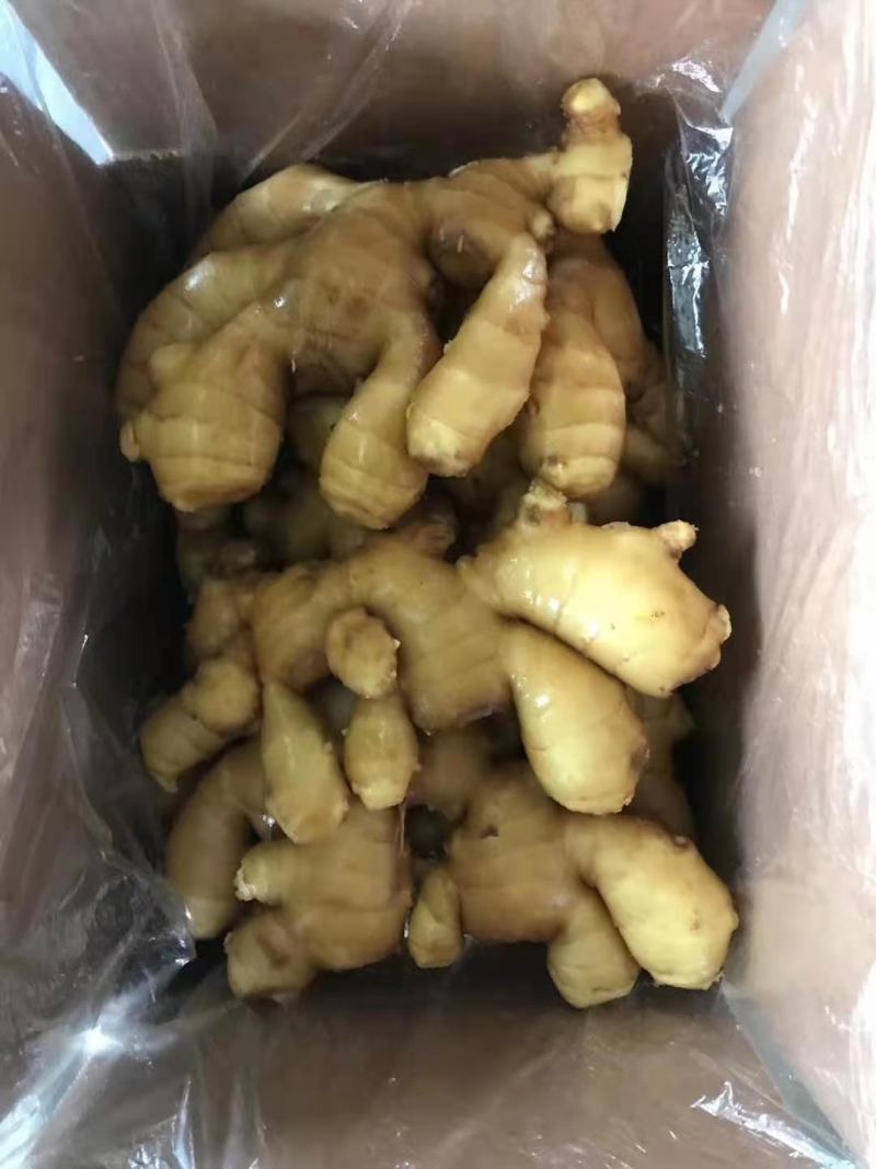 姜大姜生姜水洗生姜山东大姜潍坊大姜