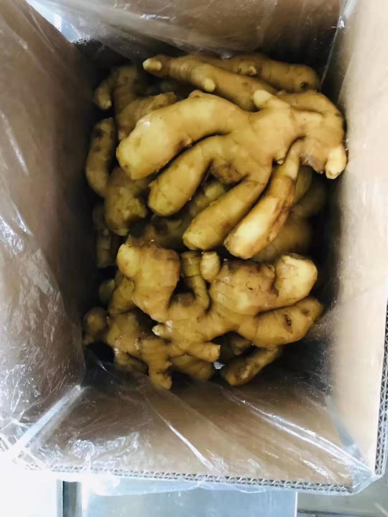 姜大姜生姜水洗生姜山东大姜潍坊大姜