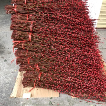 广州香花园鲜花批发，红色银柳大量出货