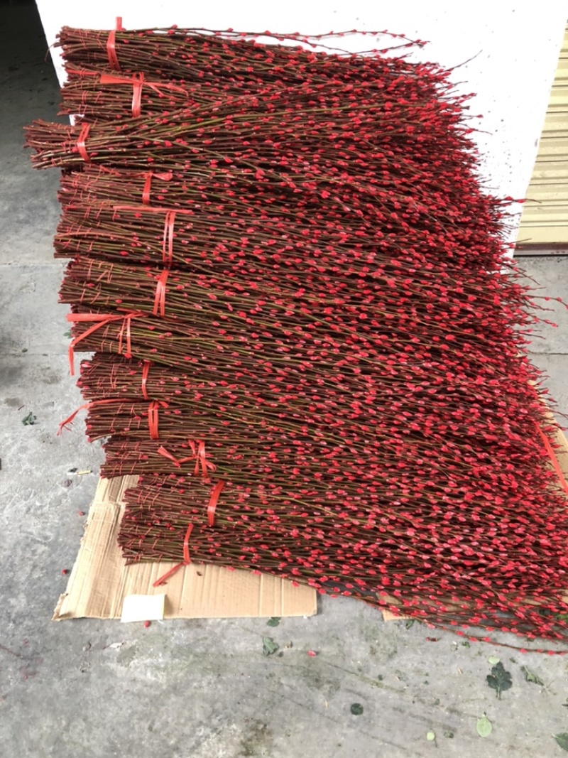 广州香花园鲜花批发，红色银柳大量出货