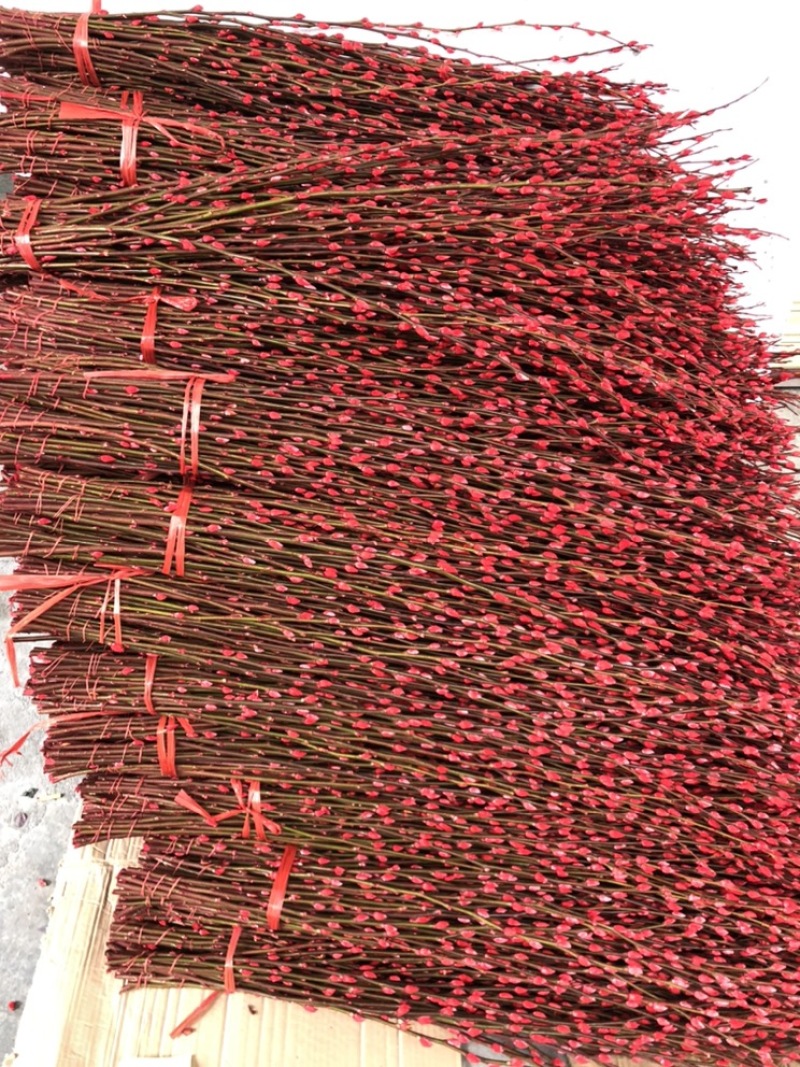 广州香花园鲜花批发，红色银柳大量出货