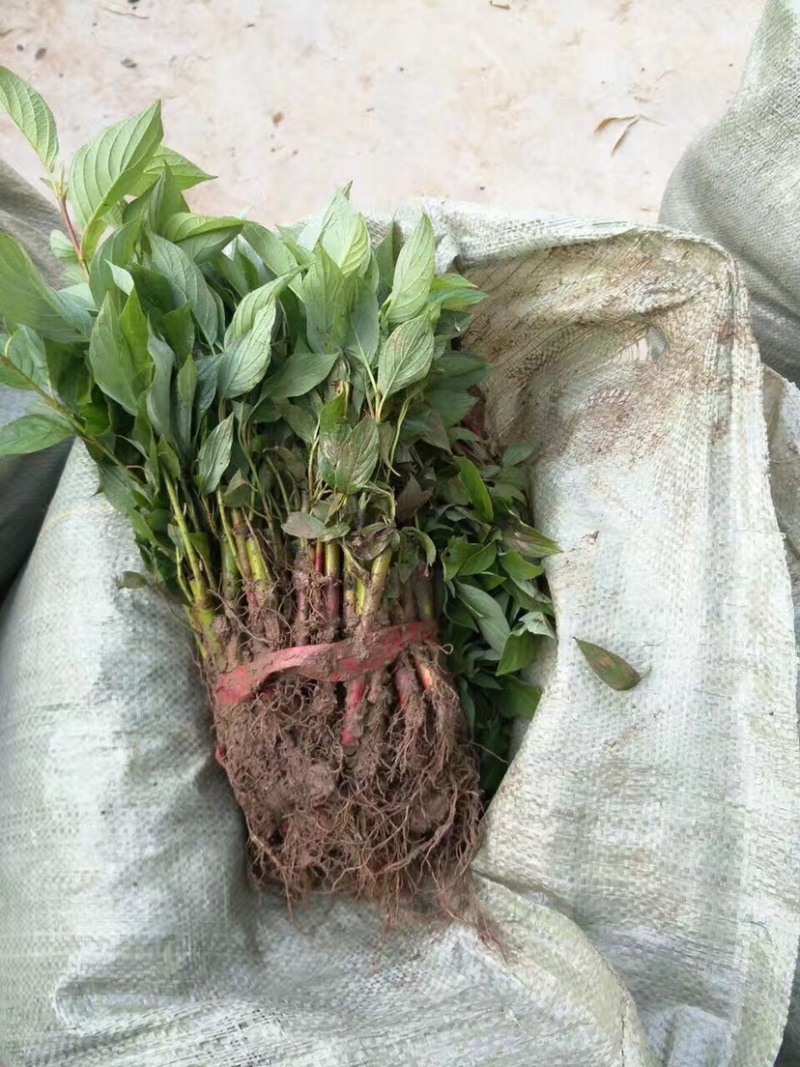 卫矛，卫矛球，卫矛小苗，40高卫矛，50高卫矛，卫矛毛球