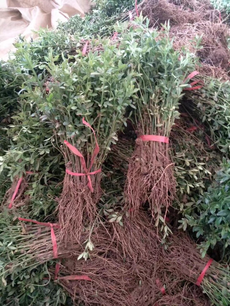 卫矛，卫矛球，卫矛小苗，40高卫矛，50高卫矛，卫矛毛球