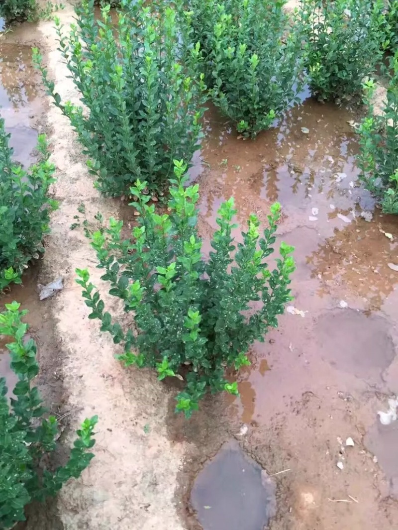 卫矛，卫矛球，卫矛小苗，40高卫矛，50高卫矛，卫矛毛球