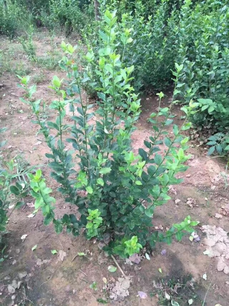 卫矛，卫矛球，卫矛小苗，40高卫矛，50高卫矛，卫矛毛球