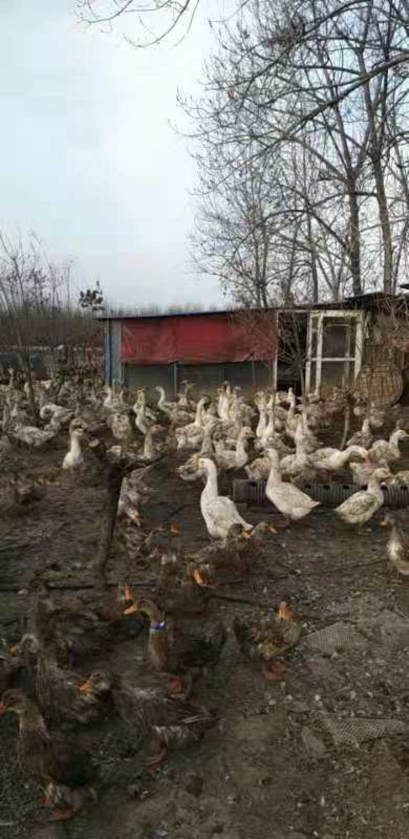 嘛鸭出售中，一千七百只左右，有需要的赶快了