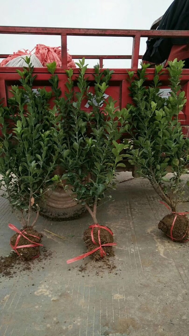 冬青苗，冬青毛球，冬青球，40高冬青，50冠冬青球