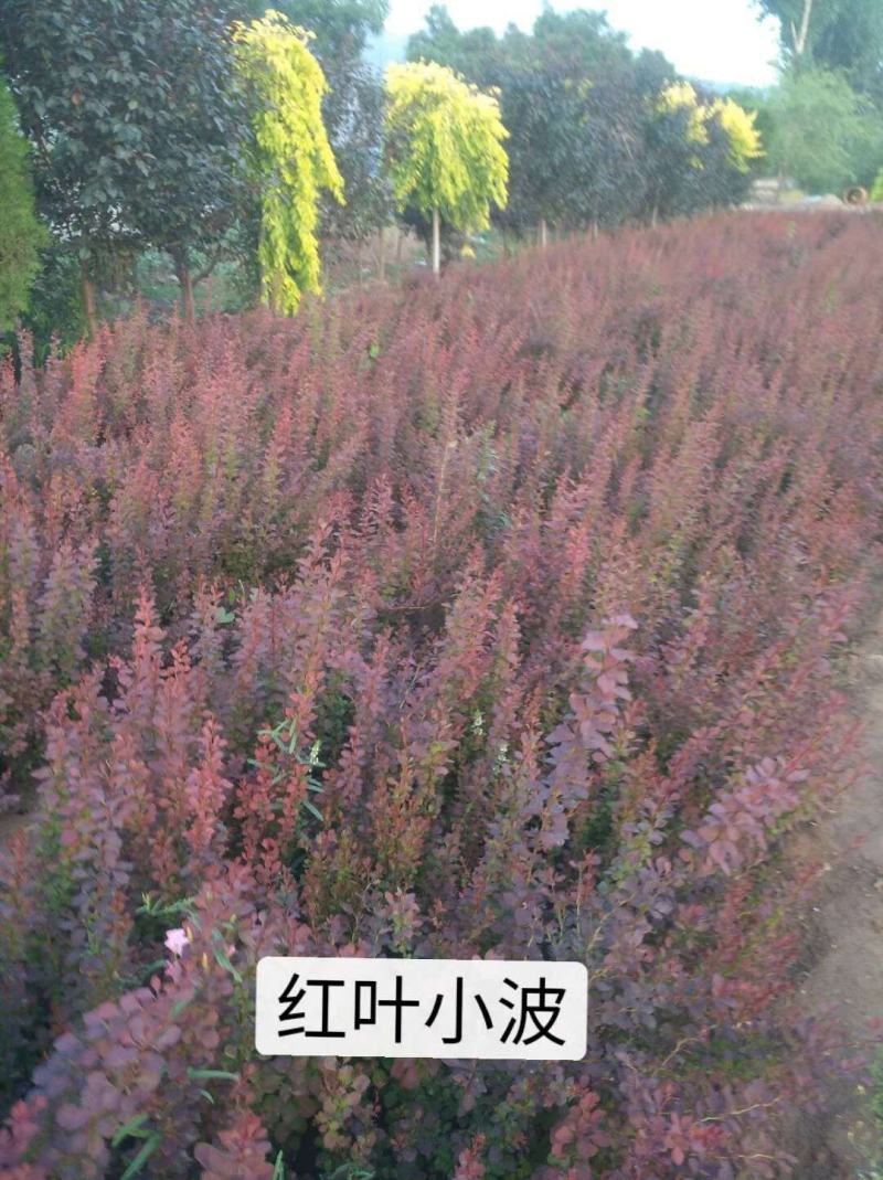 出售紫叶小檗，分枝多，冠副大基地直供，可现场看苗