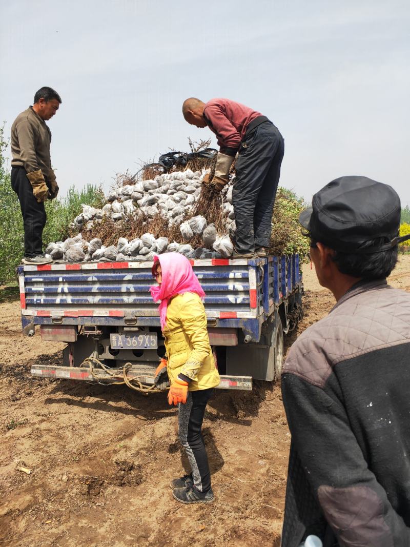 出售紫叶小檗，分枝多，冠副大基地直供，可现场看苗