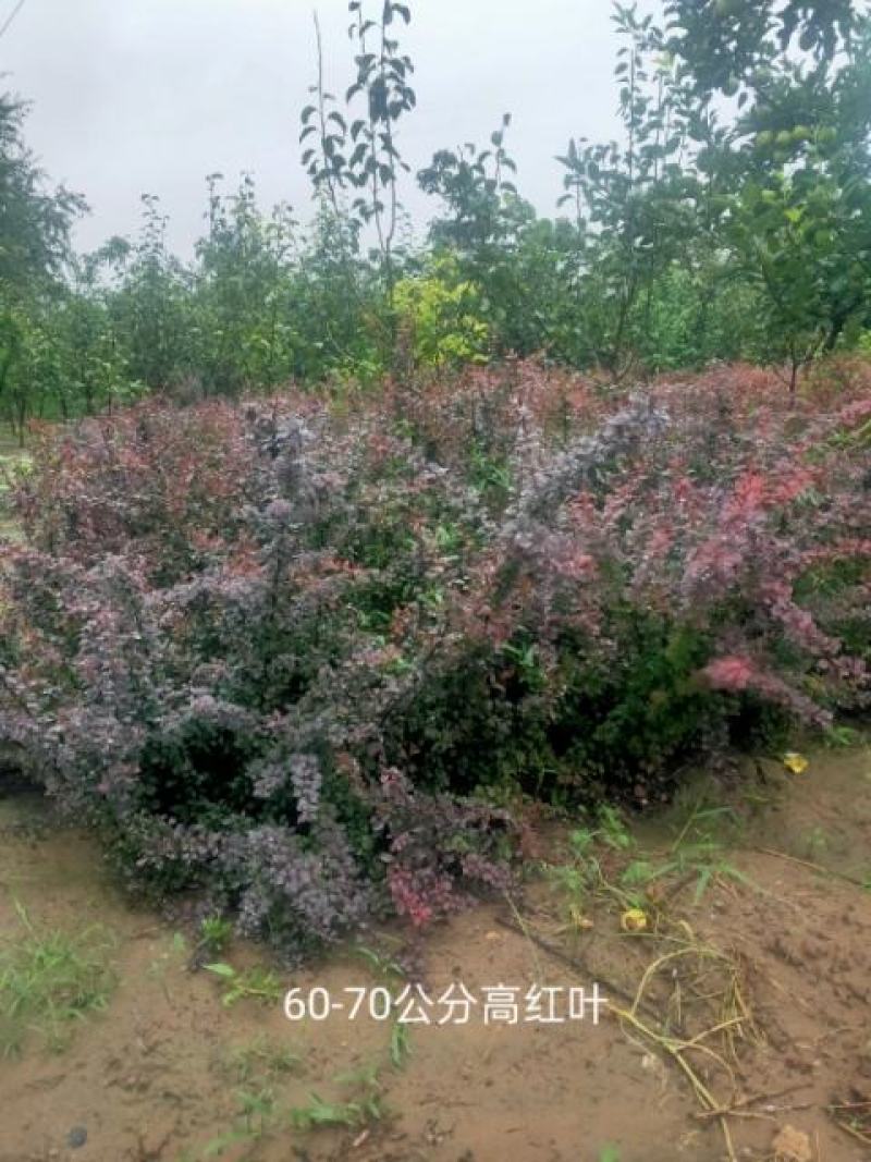 出售紫叶小檗，分枝多，冠副大基地直供，可现场看苗