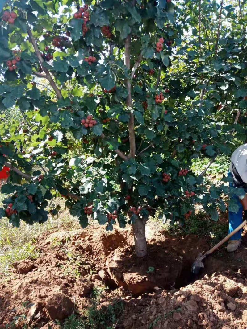 出售8-15公分山楂树，树型优美，支持现场看货