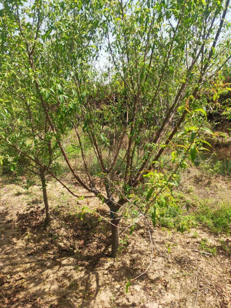 出售定植红叶碧桃，产地直供，支持线上交易，