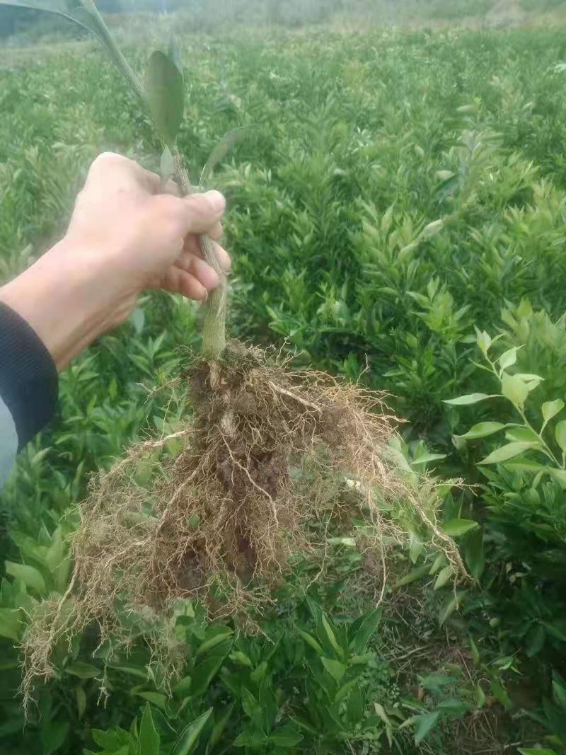 长叶香橙苗，12月成熟品种纯正，鲜果超长挂树，