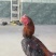活鸡中泰杂交斗鸡打死不走