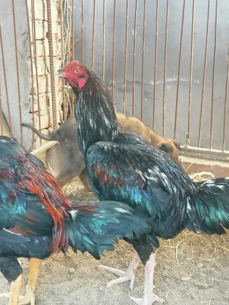 活鸡中泰杂交斗鸡打死不走