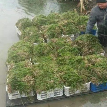 沉水植物.狐尾藻.苦草种植.伊乐藻.金鱼藻等专业种植