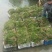 沉水植物.狐尾藻.苦草种植.伊乐藻.金鱼藻等专业种植