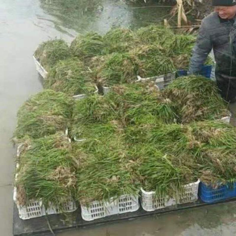 沉水植物.狐尾藻.苦草种植.伊乐藻.金鱼藻等专业种植