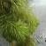沉水植物.狐尾藻.苦草种植.伊乐藻.金鱼藻等专业种植