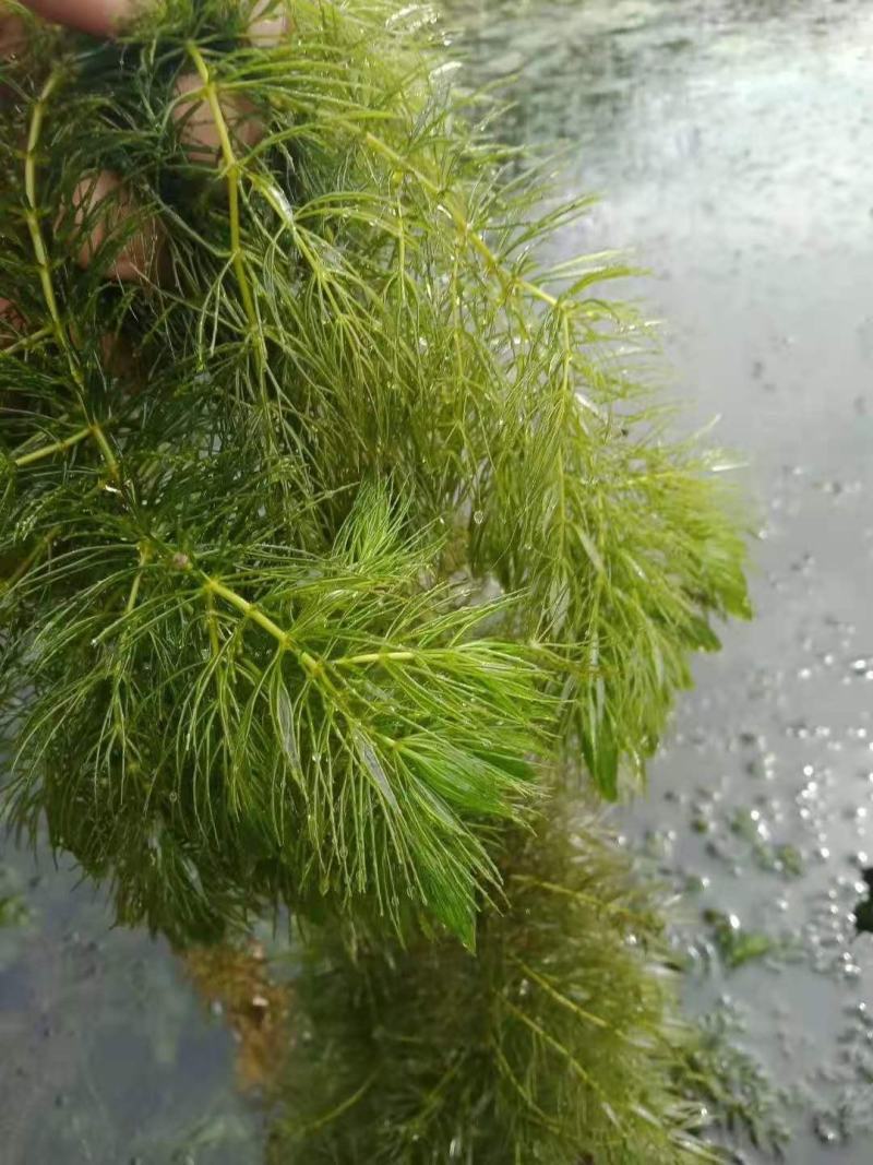 沉水植物.狐尾藻.苦草种植.伊乐藻.金鱼藻等专业种植