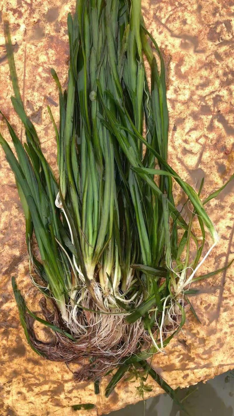 沉水植物.狐尾藻.苦草种植.伊乐藻.金鱼藻等专业种植