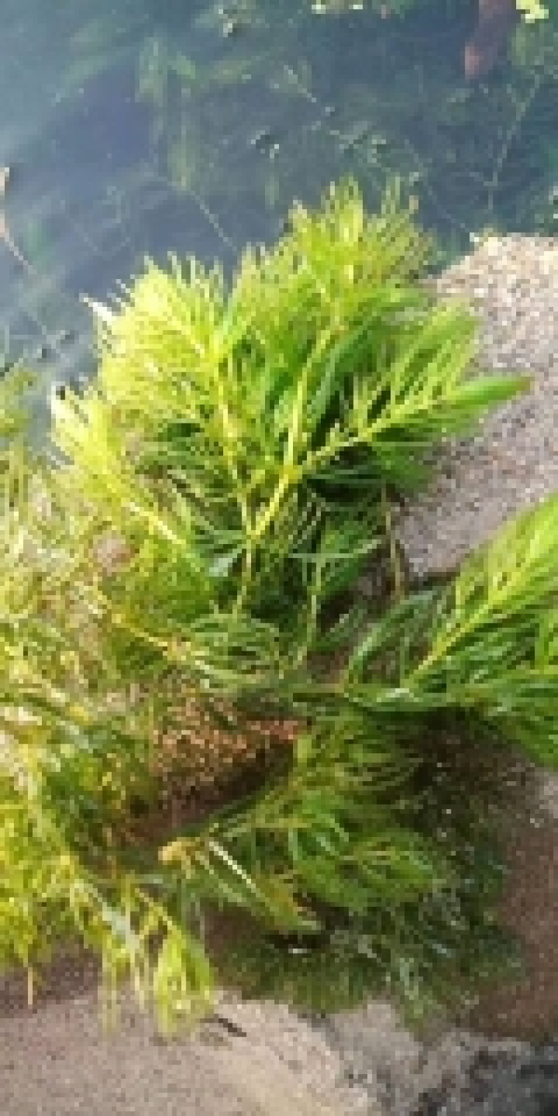 沉水植物.狐尾藻.苦草种植.伊乐藻.金鱼藻等专业种植