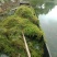 沉水植物.狐尾藻.苦草种植.伊乐藻.金鱼藻等专业种植