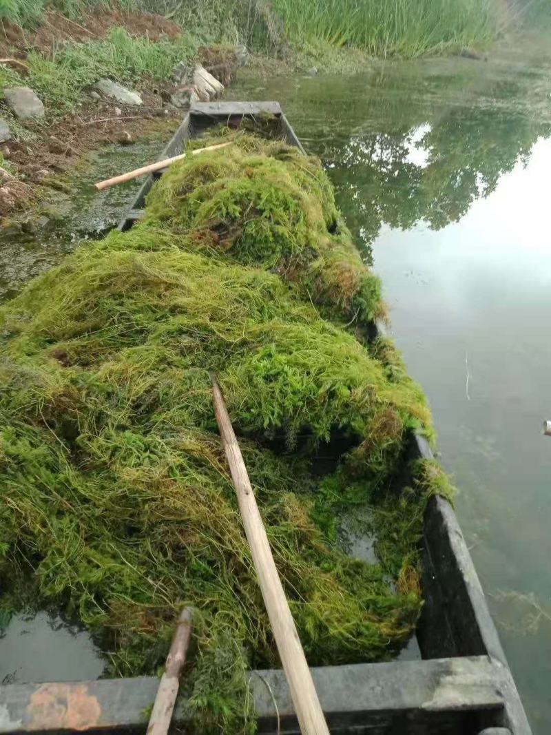 沉水植物.狐尾藻.苦草种植.伊乐藻.金鱼藻等专业种植
