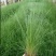 沉水植物.狐尾藻.苦草种植.伊乐藻.金鱼藻等专业种植