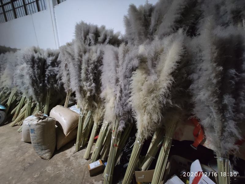 芦苇花大芦苇铁杆芦苇越南芦苇干花芦苇西南好货