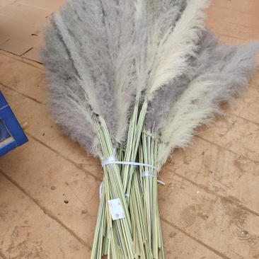 芦苇花大芦苇铁杆芦苇越南芦苇干花芦苇西南好货