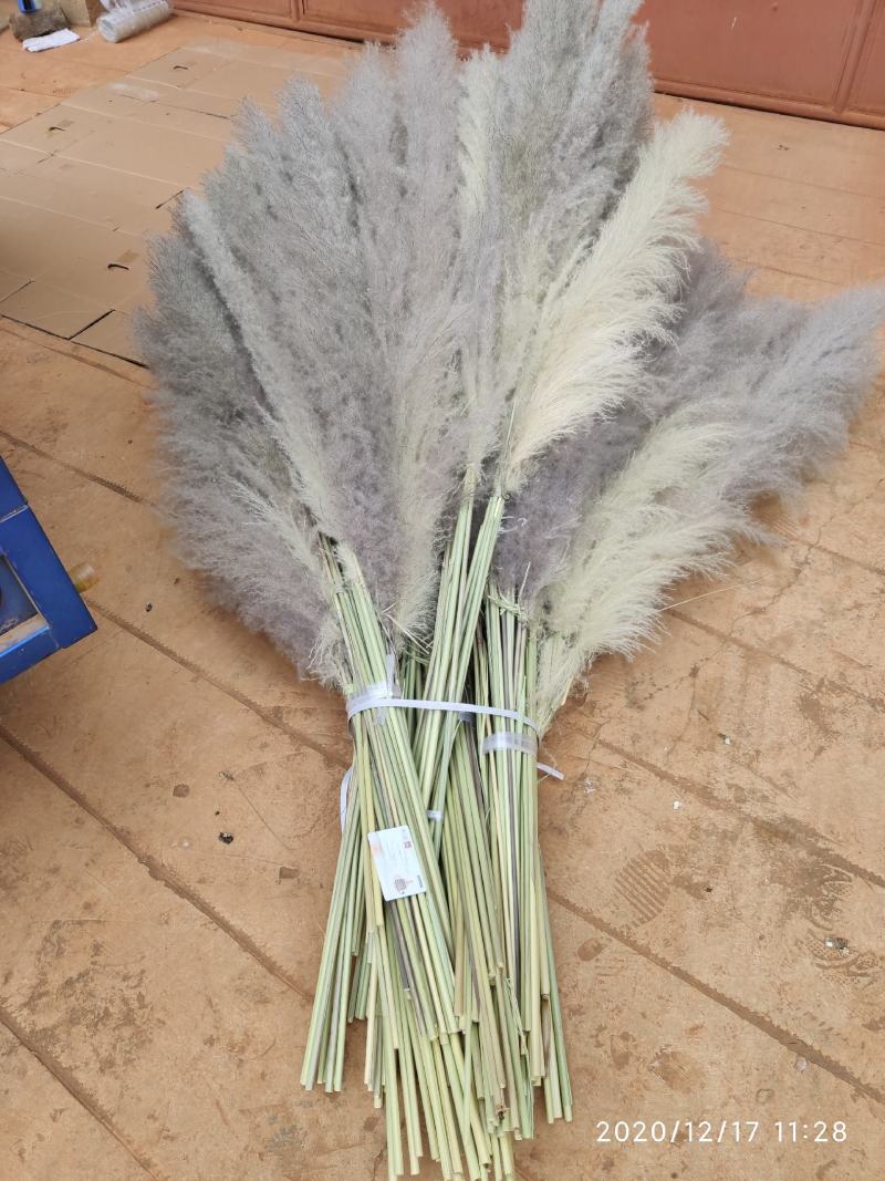 芦苇花大芦苇铁杆芦苇越南芦苇干花芦苇西南好货